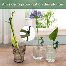 Charger l&#39;image dans la galerie, Ami de la propagation des plantes